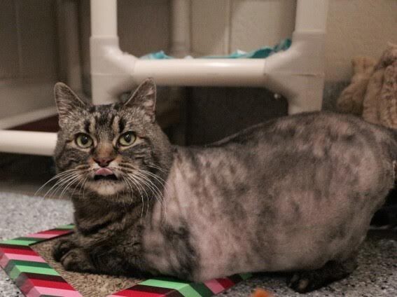 Picture of the Animal Listed